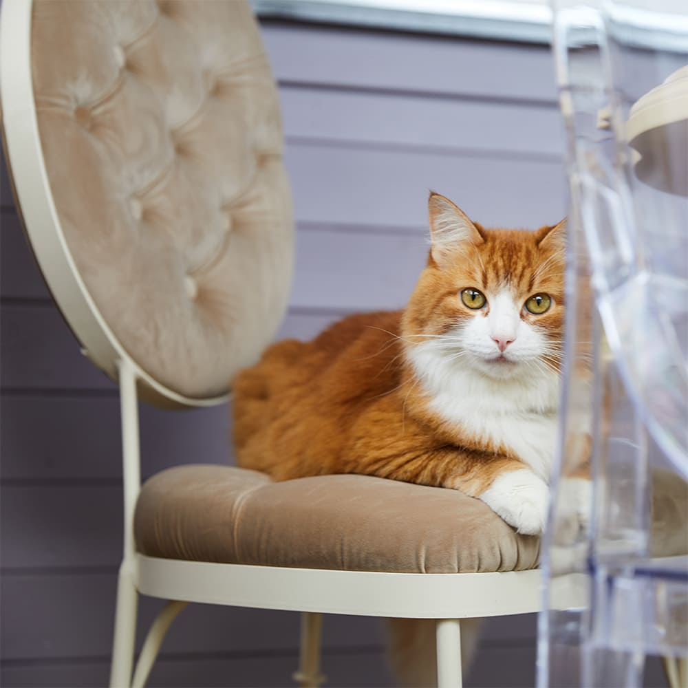 ���� ������� �������